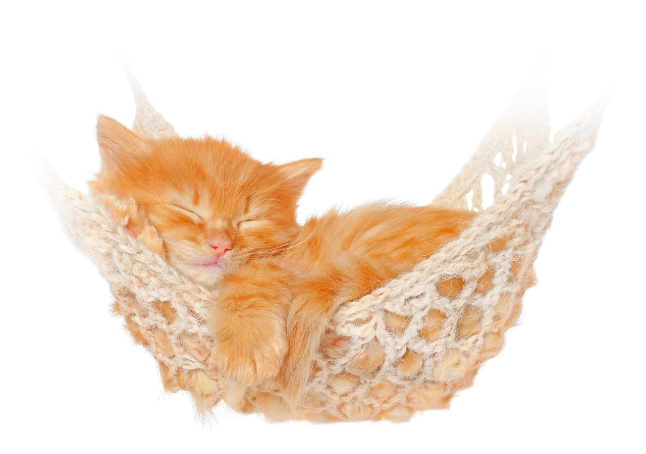 cat03