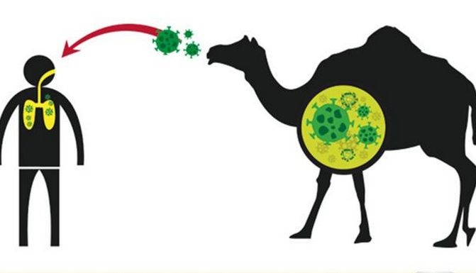 MERS-CoV冠状病毒是从骆驼传播到人的.jpg