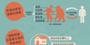 埃博拉病毒的传播途径 图片来源：新华网