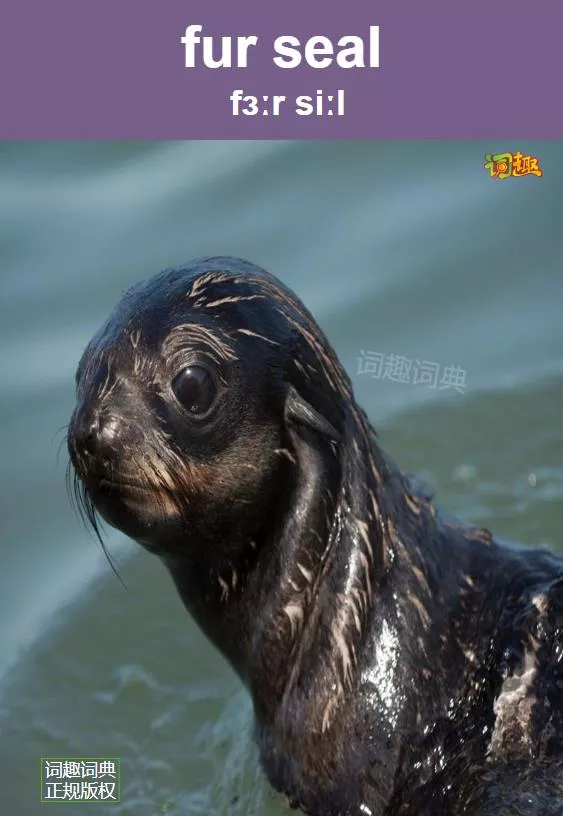 词趣词典分类词汇多媒体词典 海狗fur Seal