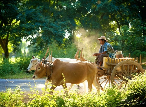 缅甸 2012