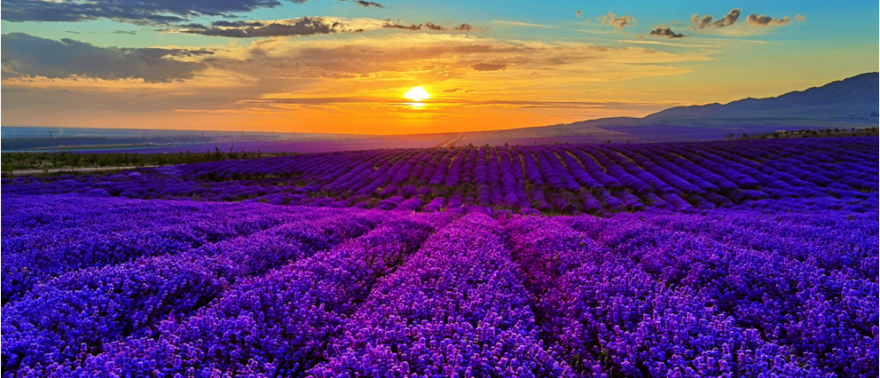 491d7a11c54d138059a73d0d3eda130c-sz_952721.png