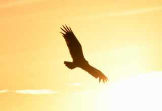 Eagle2