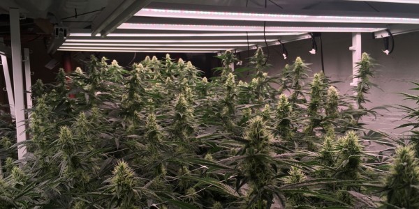 led-grow-lights-on-cannabis-2436x1140-1