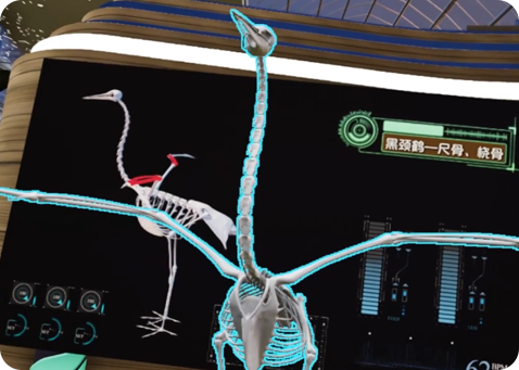 云南這里--VR應用領域之科普教育模擬鳥類骨骼拼接1