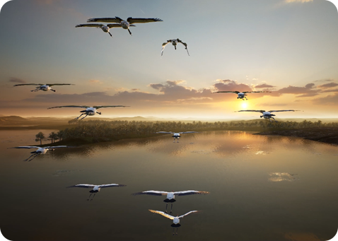 云南這里--高原精靈黑頸鶴VR場景圖3