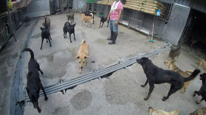 Mrs. Chang's Animal Shelter-8