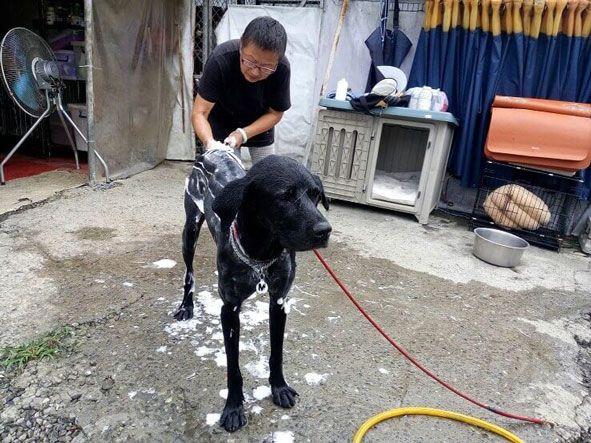 Mrs. Chang's Animal Shelter-6