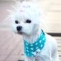 COSCA02 dog5