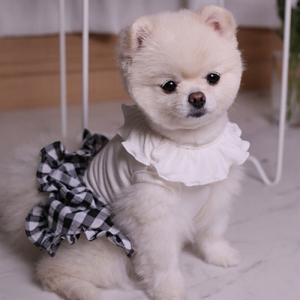 24OP01 dog