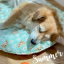 PUPMAT01A