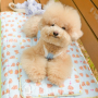 PUPPOU01A