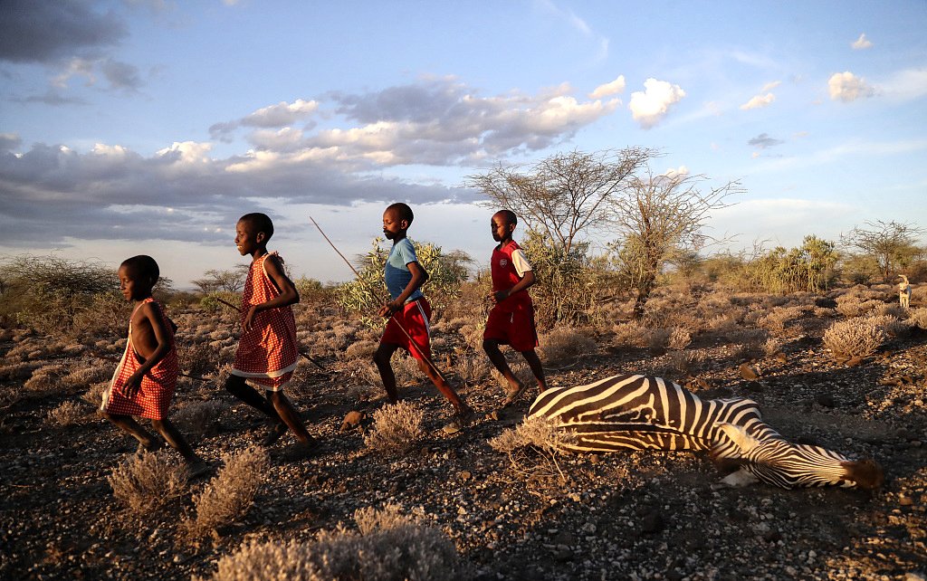 当地时间2022年11月9日，肯尼亚马加迪湖附近村落，由于干旱导致很多动物死亡。