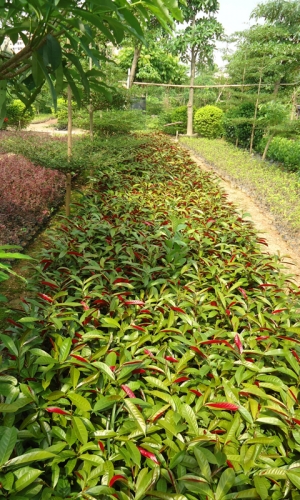 苗圃基地500-5