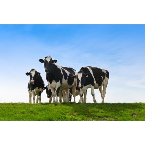 Dairy-cows-outside-in-a-field