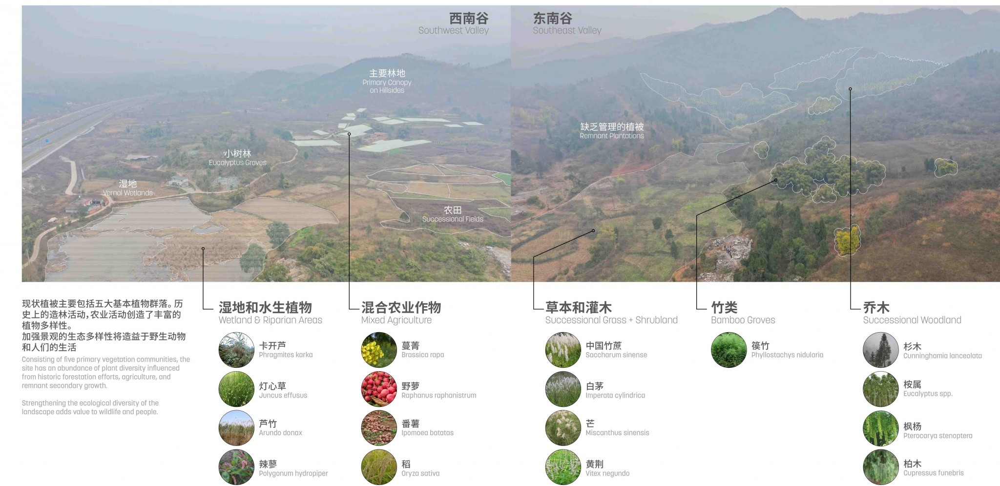 site vegetation