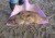 Giant rat found in Kent