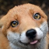 Rescued Fox Too Friendly To Be Released Back into Wild