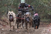 Dog Power 05 credit Maximilian Eckmann
