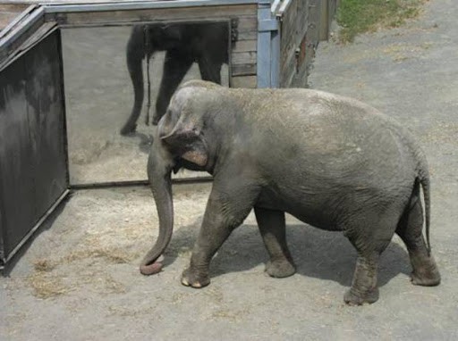 banksy elephant zoo