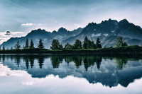 daylight-environment-forest-459225