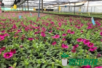 花卉扦插育苗、舞春花種苗、一品紅種苗、大麗花種苗、扦插技術(shù)