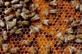 14 饥饿的蜜蜂失去自我控制