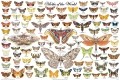 5086-001-Moths-of-the-World-poster