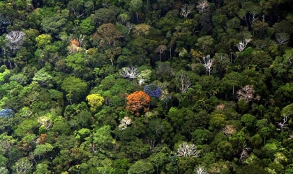 2 热带雨林林冠层的化学多样性