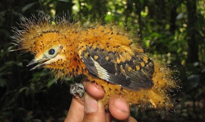 Laniocera_Nestling_HD-(5).jpg.653x0_q80_crop-smart