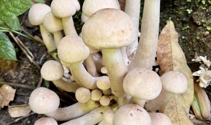 大蘑菇-玉尖甩