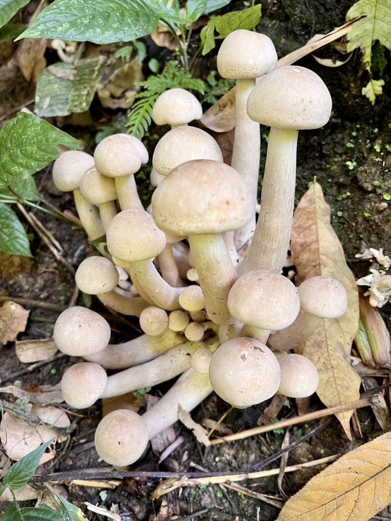 大蘑菇-玉尖甩