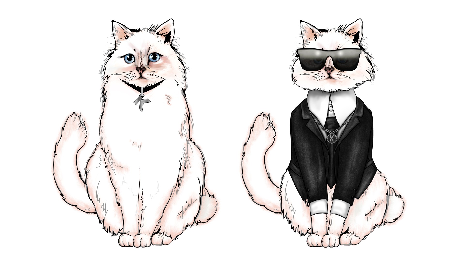 猫