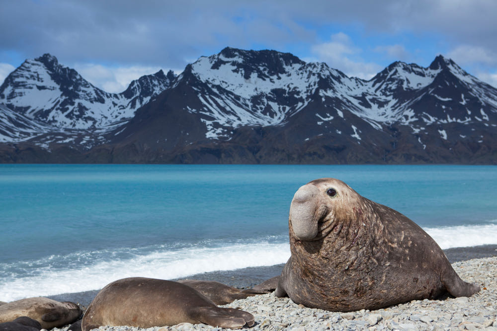 A seal lying on the beach
Description automatically generated