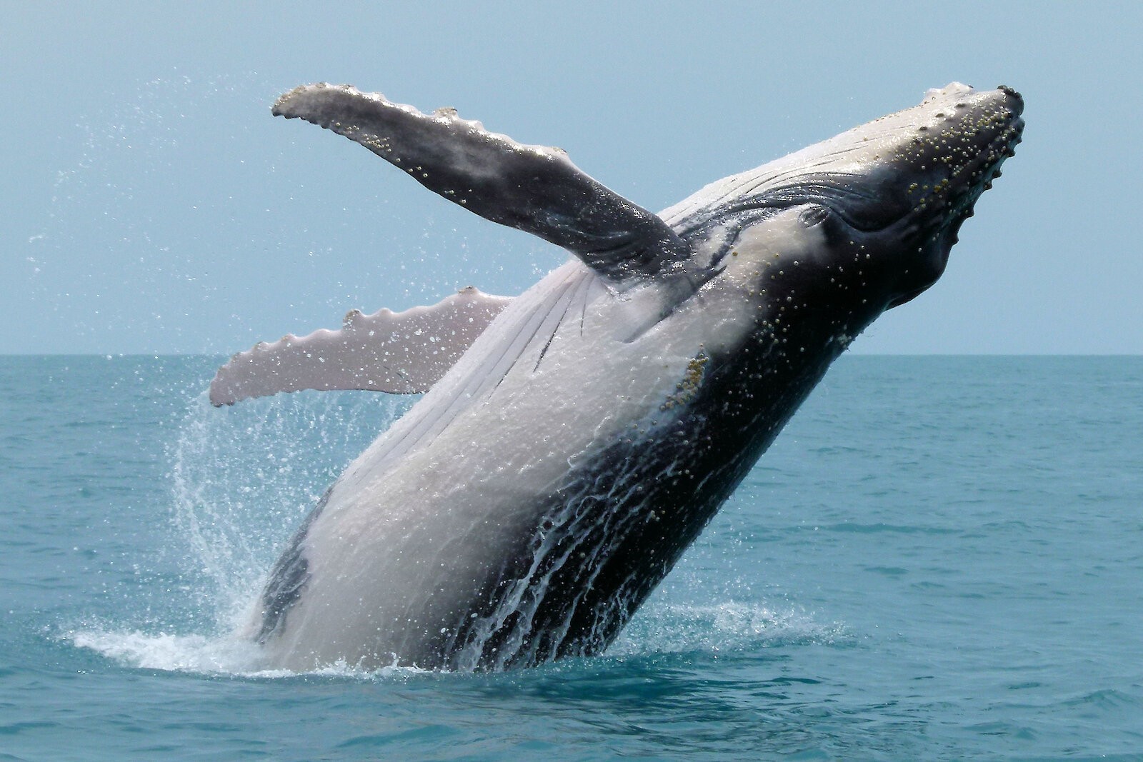 Humpback whale – Australian Antarctic Program