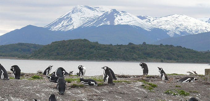 A group of penguins on a beach

Description automatically generated
