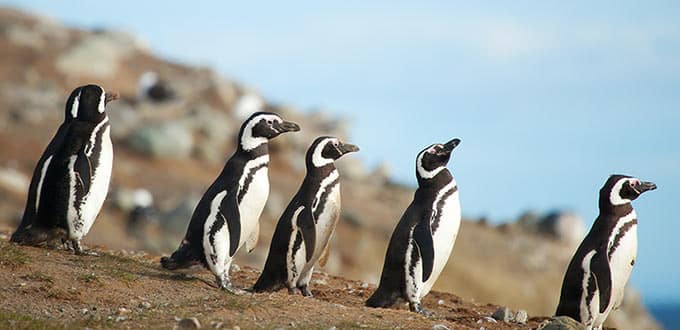 A group of penguins standing on a hill

Description automatically generated