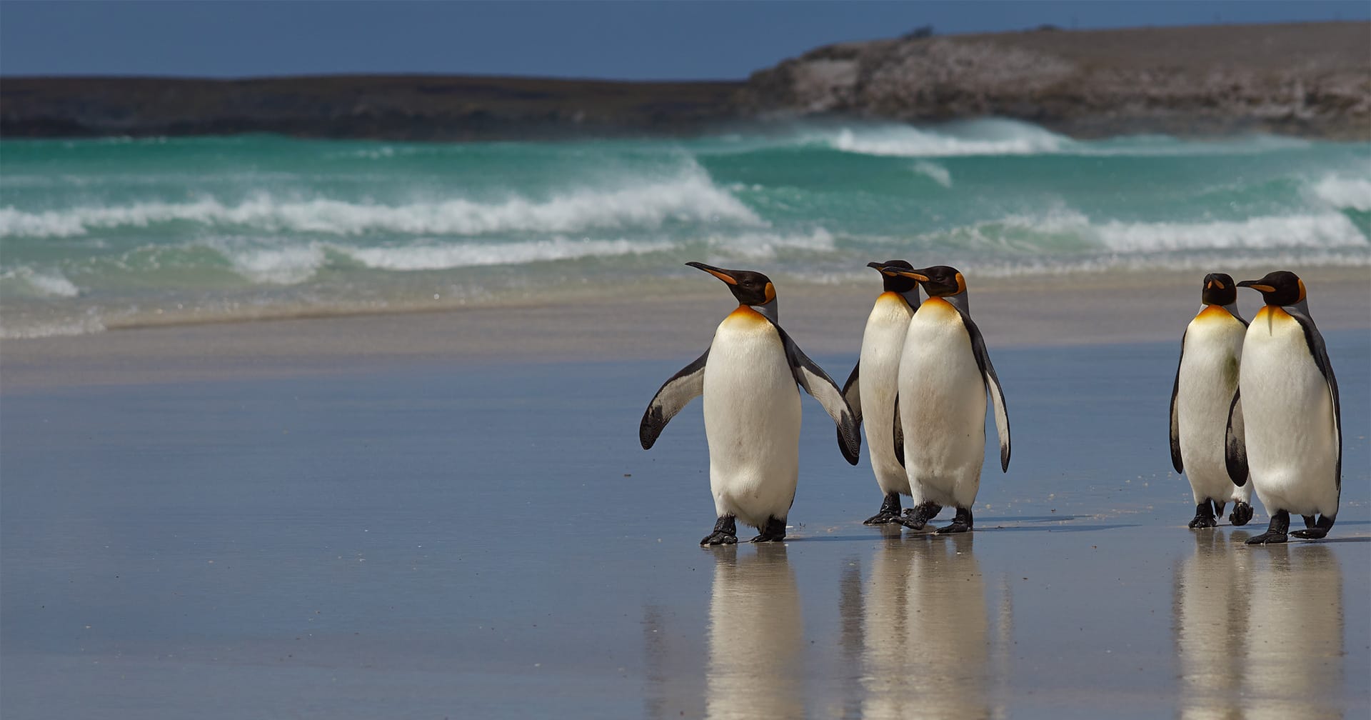 A group of penguins walking on a beach

Description automatically generated