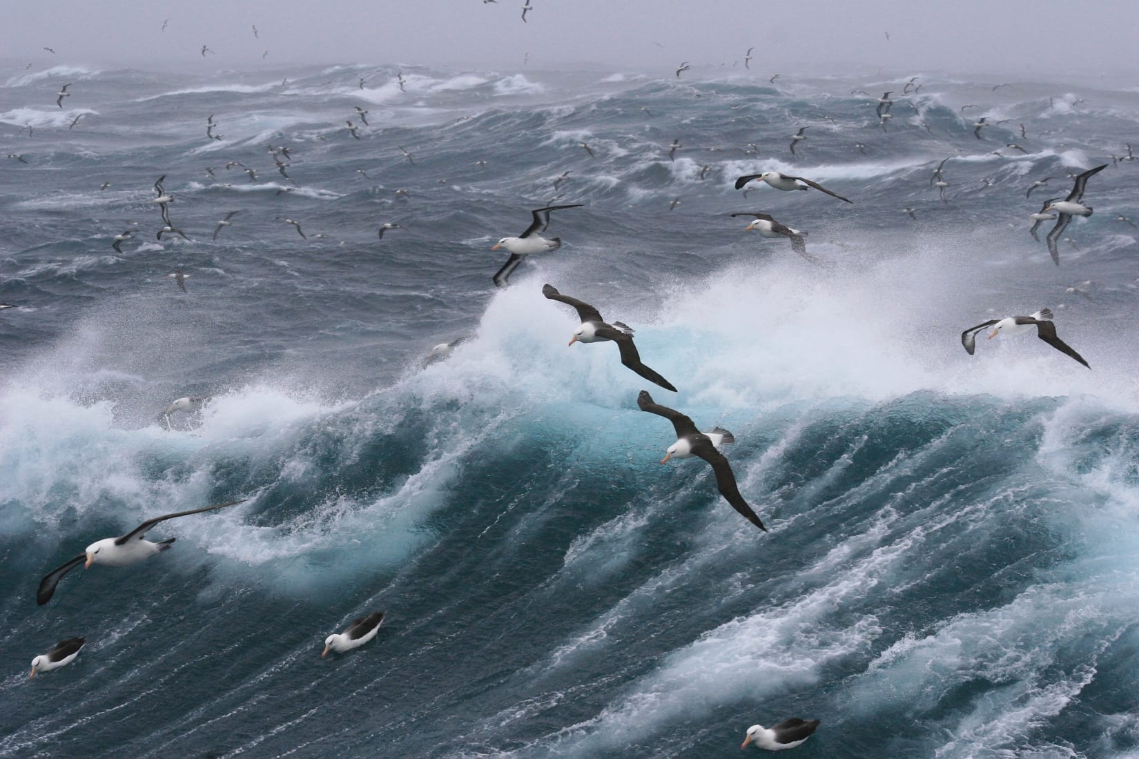Birds flying over a large wave

Description automatically generated