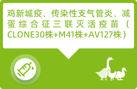 chick 拷贝 20