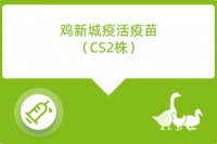 chick 拷贝 4