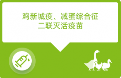 chick 拷贝 19