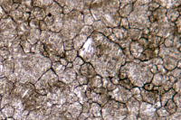 40CrNiMo調(diào)質(zhì)鋼晶粒度