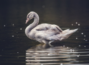 ugly swan 丑天鹅