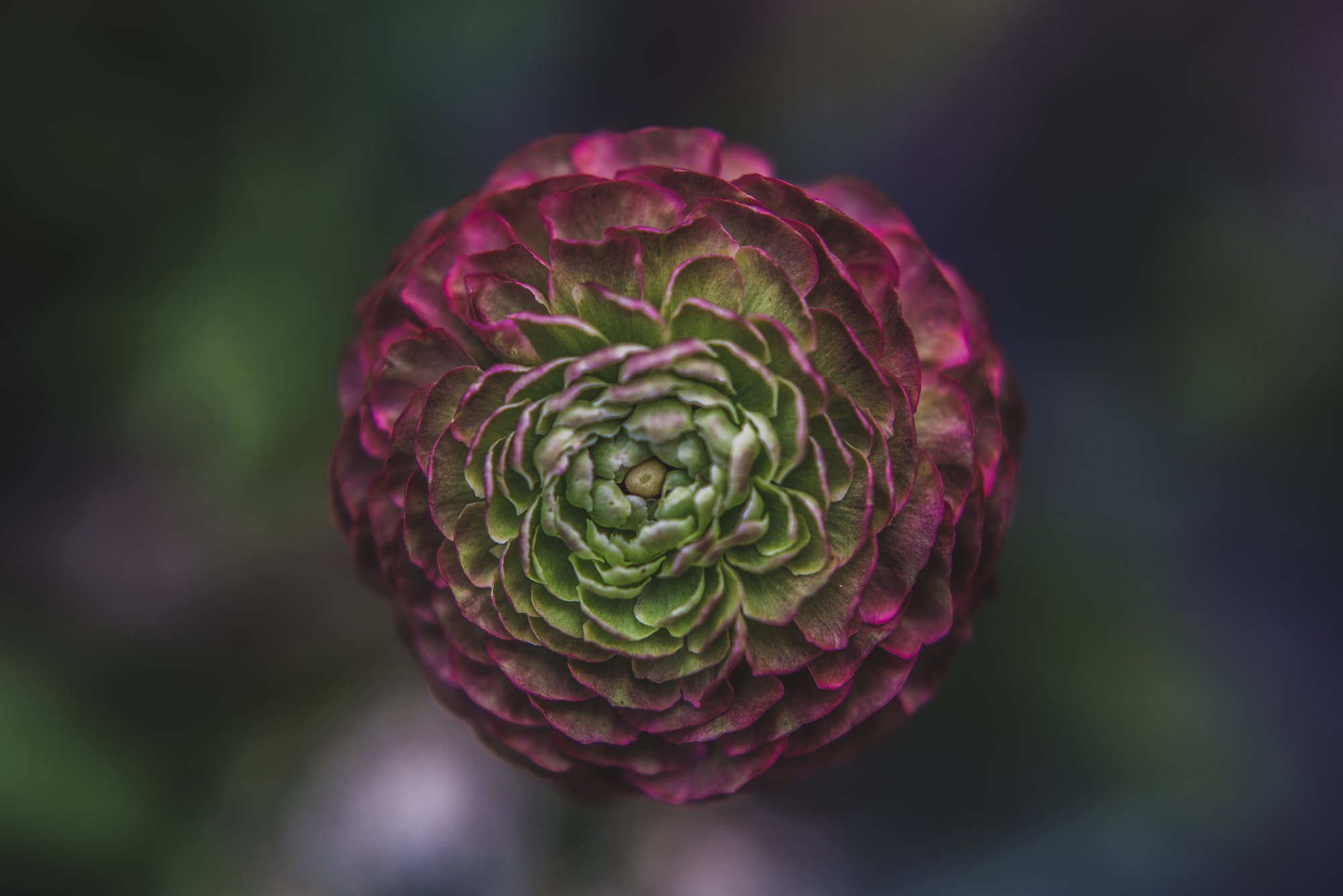 green and pink flower 绿粉色花