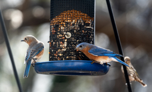 bird feeder nature seed food animal wildlife colorful beak feathers wings perched eating hungry sitting backyard birdwatching 观鸟 后院 坐着 饥饿 吃 栖息 翅膀 羽毛 喙 五彩缤纷 野生动物 动物 食物 种子 自然 给料机 鸟
