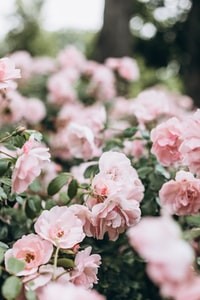 pink flowers in tilt shift lens 斜移镜头中的粉红色花