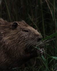 brown rodent on green grass during daytime 白天吃绿草的棕色啮齿动物