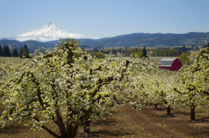 orchard tree landscape flower green nature agriculture fruit season spring background food garden apple white blue day farm mountains barn rural sky 天空 农村 谷仓 山 农场 天 蓝色 白色 苹果 花园 食物 背景 春天 季节 果 农业 自然 绿色 花 景物 树 果园