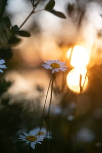 white daisy in bokeh photography 波基摄影中的白色雏菊